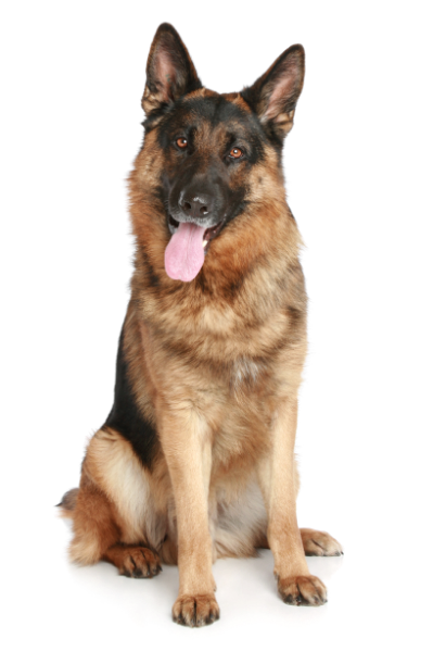 Imagen de perro labrador.