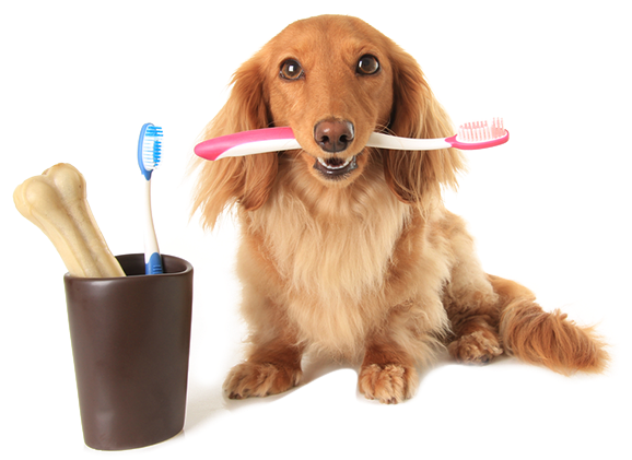 Imagen de un perro con un cepillo.