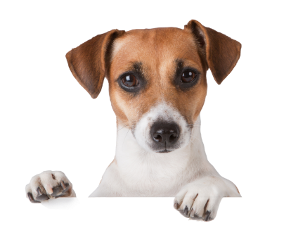 Imagen de veterinaria.