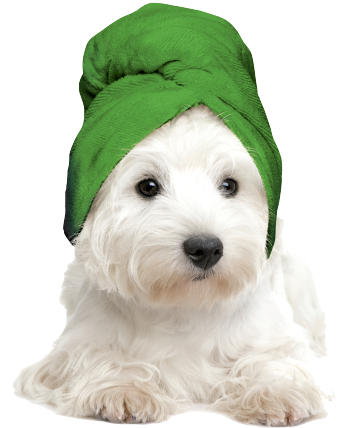 Imagen de un perro con toalla.