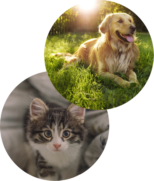 Imagen de vision y mision.