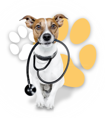 Imagen de esterilización.