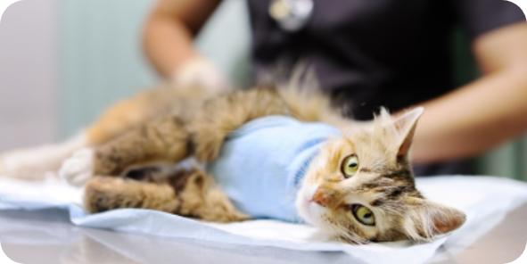 Imagen de esterilización.