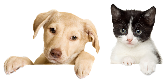 Imagen de veterinaria.